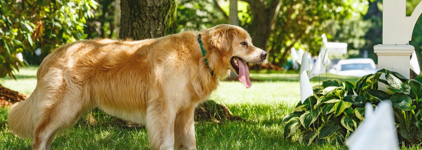 DogWatch of Montana, Bozeman, MT | Outdoor Hidden Dog Fences Slider Image